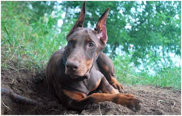 Доберман-собака-Описание-особенности-виды-уход-и-цена-породы-доберман-1
