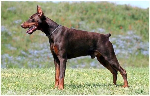 Доберман-собака-Описание-особенности-виды-уход-и-цена-породы-доберман-8