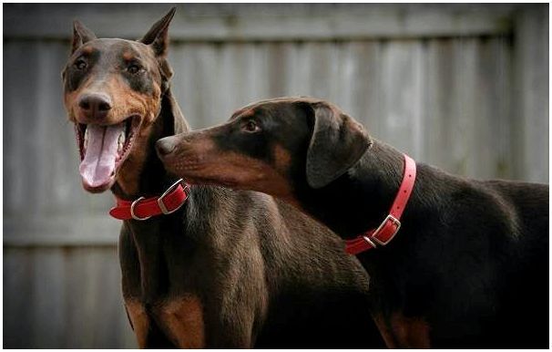 Доберман-собака-Описание-особенности-виды-уход-и-цена-породы-доберман-2