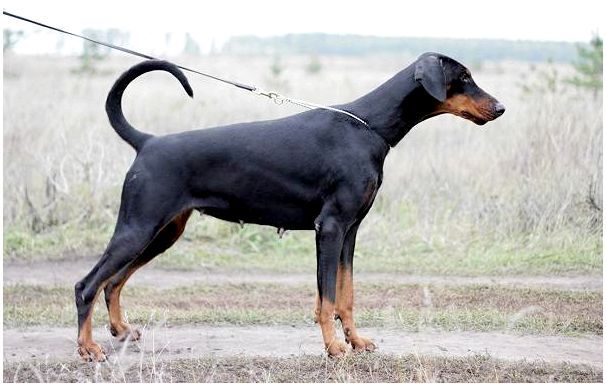 Доберман-собака-Описание-особенности-виды-уход-и-цена-породы-доберман-5
