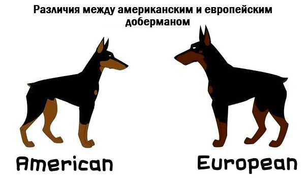 Доберман-собака-Описание-особенности-виды-уход-и-цена-породы-доберман-7