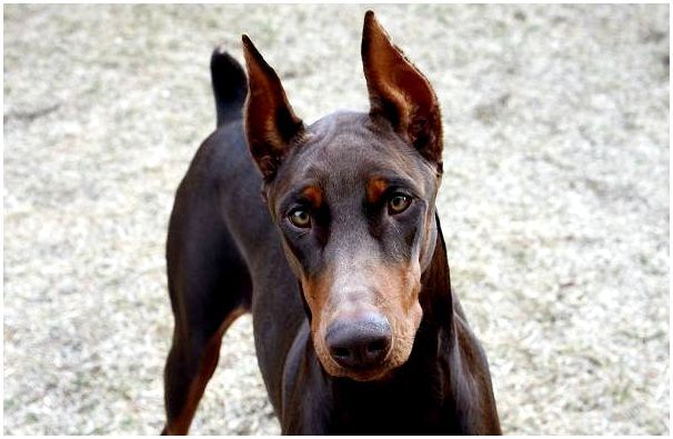 Доберман-собака-Описание-особенности-виды-уход-и-цена-породы-доберман-10