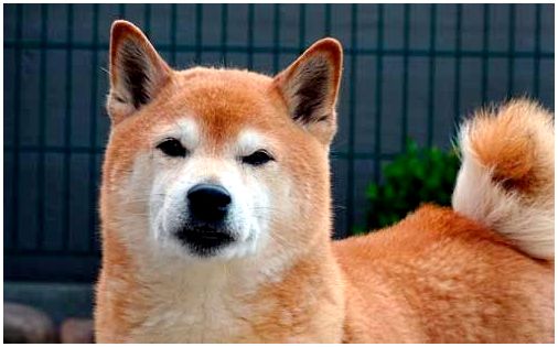 Японская порода собак похожая на лису