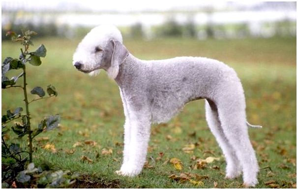 Порода собак похожая на овец