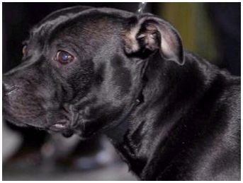 Порода собак стафф черный фото