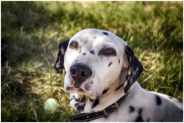 Фото по породе собак долматин