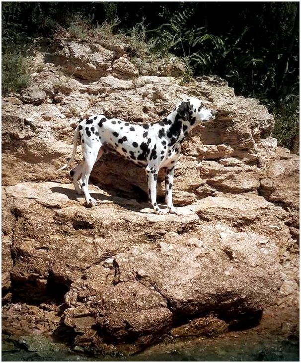 Фото по породе собак долматин