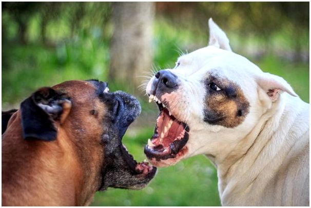 Потенциально опасные породы собак в Испании: законодательство и правила содержания