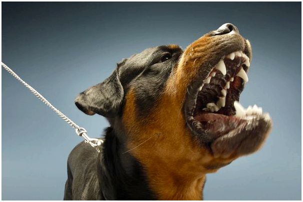 Потенциально опасные породы собак в Испании: законодательство и правила содержания