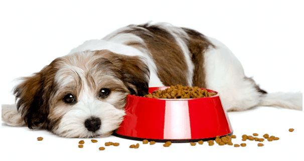 собака не ест сухой корм из-за стресса