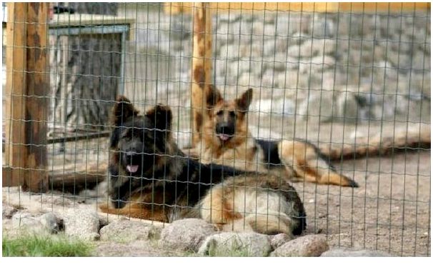 Собаки породы немецкая овчарка и собаки породы кавказская овчарка