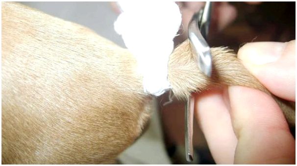 обрезание хвоста у собаки