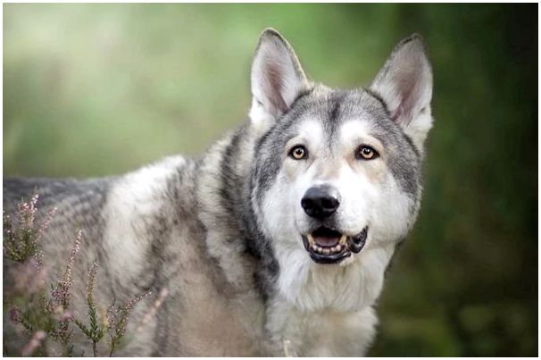 Порода собак как волки фото thumbnail