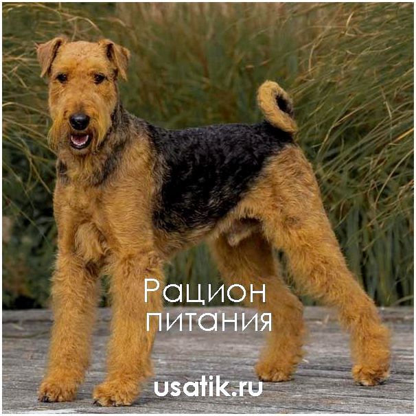 Рацион питания вельштерьера