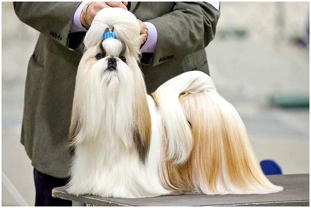 Китайская порода собак картинки