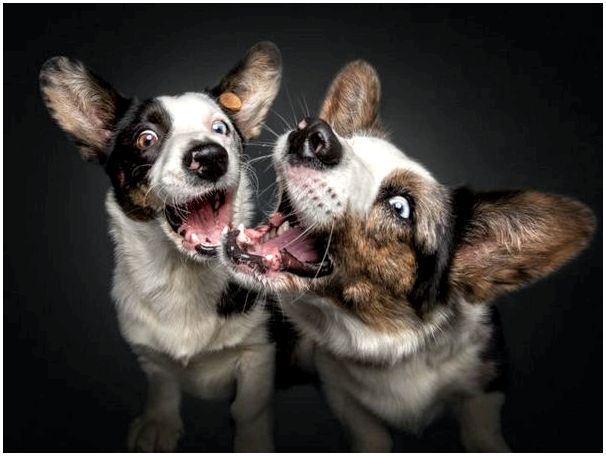 Фото собак разных пород приколы