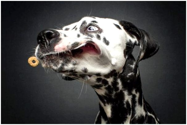Забавные фото собак разных пород
