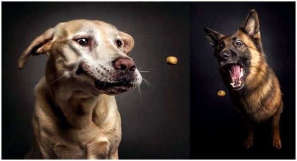 Забавные фото собак разных пород
