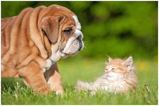 Собака и кошка в траве