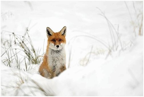 Красная лиса в снегу