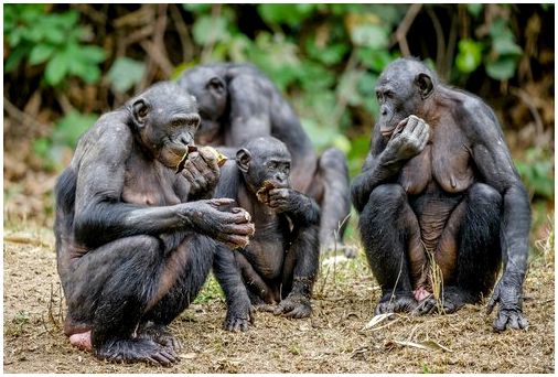 Группа обезьян Бонобо ест