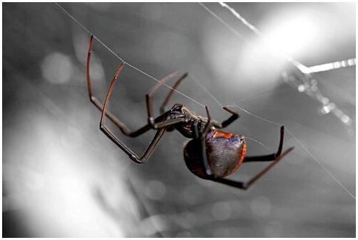 8 самых опасных пауков в мире