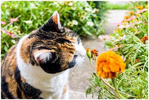 8 запахов любви к кошкам