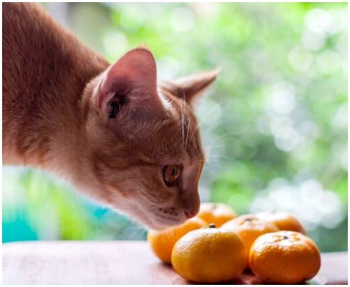 фрукты, некоторые запахи кошек любят