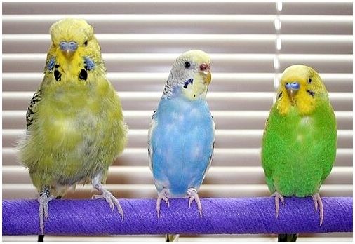 Болезни попугая
