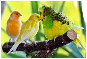 Три волнистые попугайчики стоят на ветке