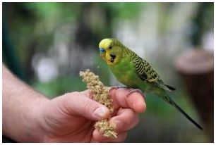 Попугайчик на пальце своего владельца, который может страдать от одного из заболеваний попугайчика