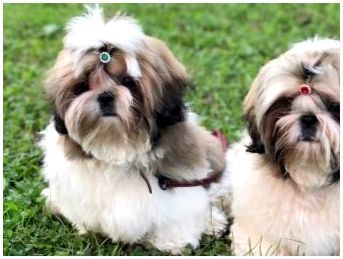 Китайские маленькие собаки породы фото и названия