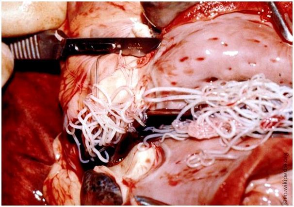 Сердечные черви в сердце собаки