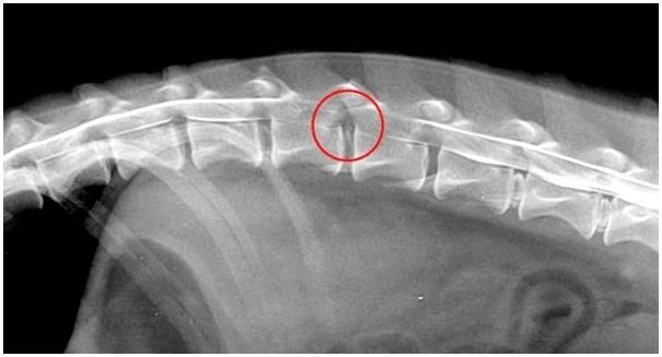 межпозвоночная шрыжа у собаки на рентгене