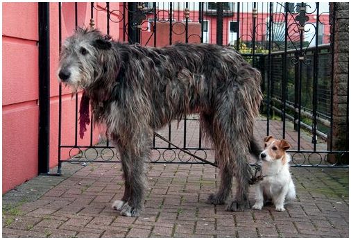 Ирландский волкодав рядом с собакой поменьше