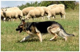 Из каких собак выведена немецкая овчарка