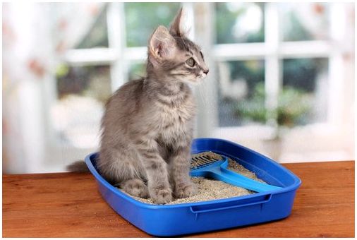 Кошка, использующая ящик для мусора