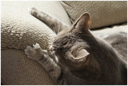 Кошка царапает диван
