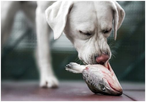Собака ест сырую рыбу
