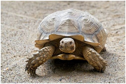 Как определить возраст черепахи