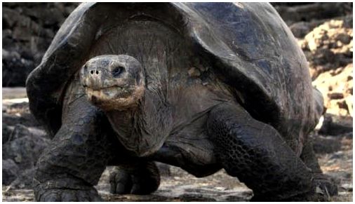 Галапагосские черепахи ходят