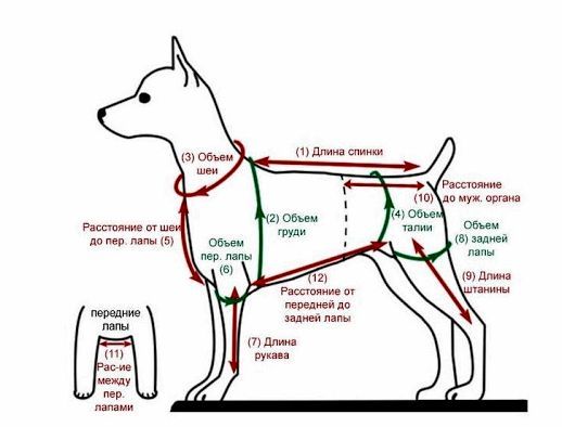 Интересные и простые выкройки одежды для собак: советы по пошиву своими руками