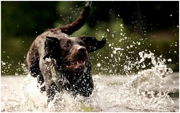 Лучшие породы собак, которые обожают плавать