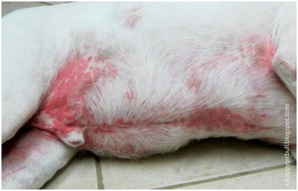Какие кожные заболевания могут быть у собаки