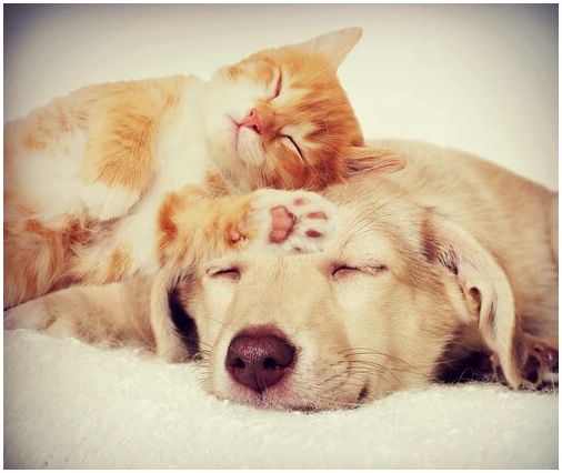Кот и собака спят вместе
