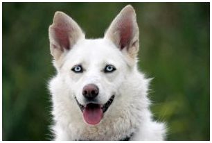 Собака с голубыми глазами