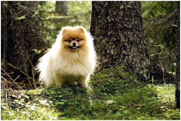 Собака в лесу