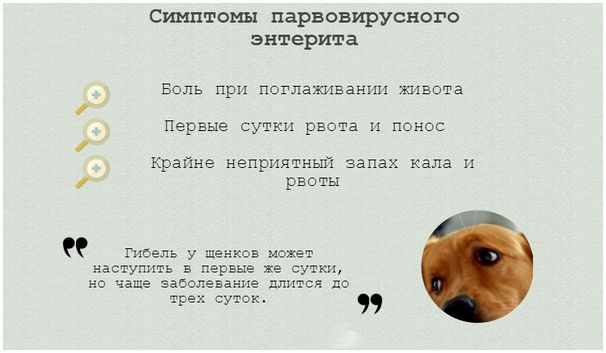 Симптомы парвовирусного энтерита у собак
