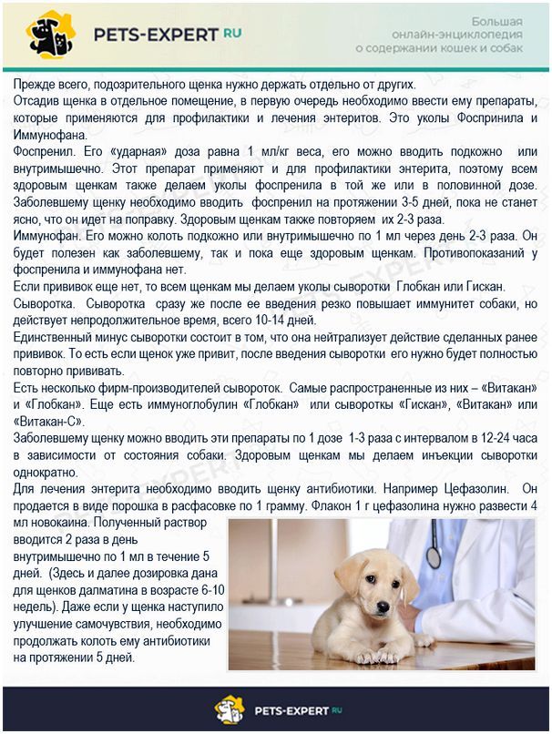 Лечение энтерита у собаки