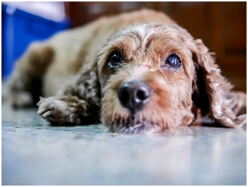 Катаракта у собак: симптомы и лечение